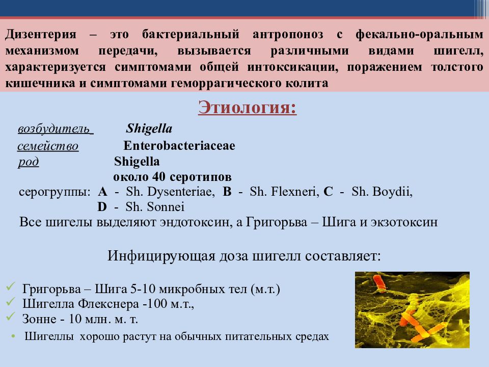 Пути передачи шигелл. Особенности дизентерии. Дизентерия возбудитель заболевания. Шигелла дизентерия характеристика. Общая характеристика дизентерии.