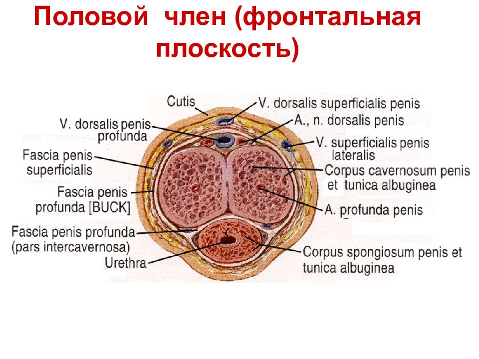 Строение полового члена картинка