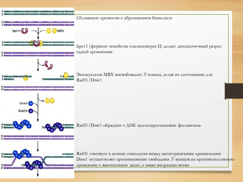 Схема рекомбинации атомик харт