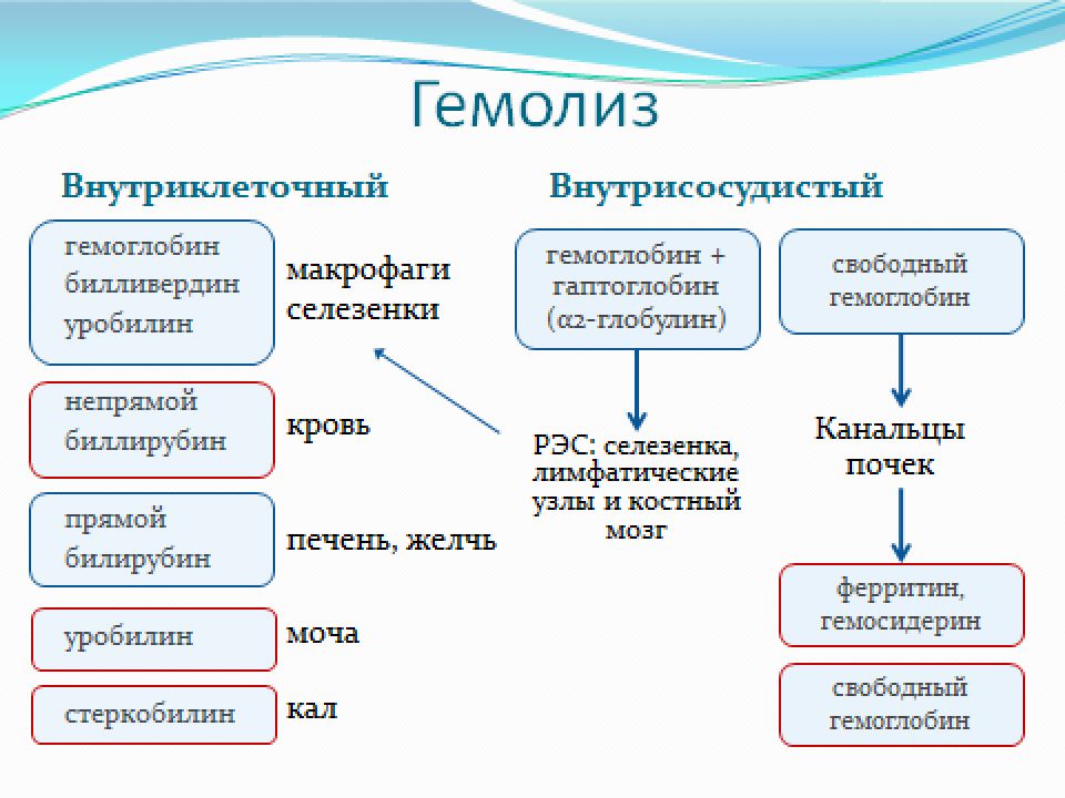 Определение гемолиза. Виды гемолиза схема. Механизмы внутрисосудистого и внутриклеточного гемолиза. Механизмы внутрисосудистого гемолиза эритроцитов. Патогенез внутриклеточного гемолиза.