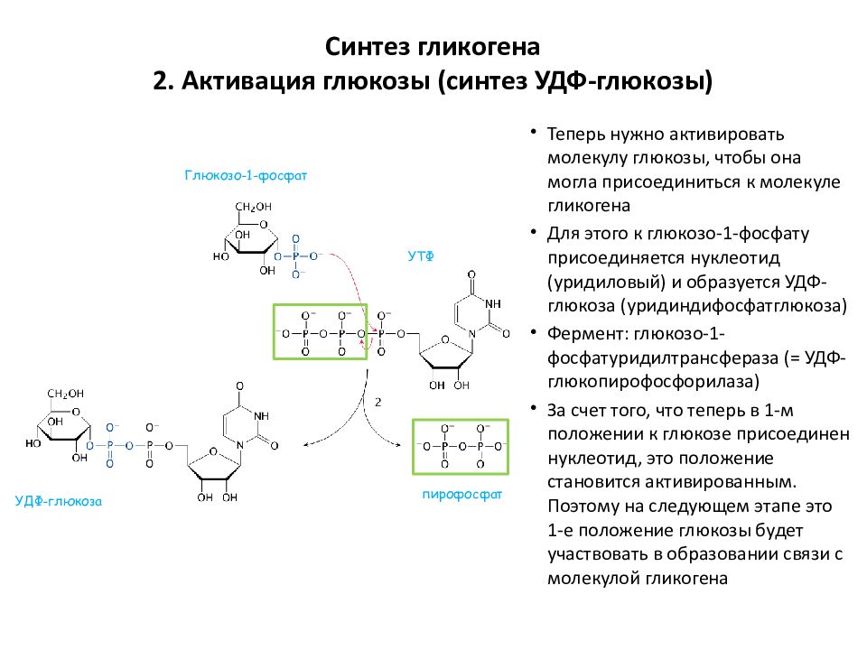 Синтез глюкозы фаза