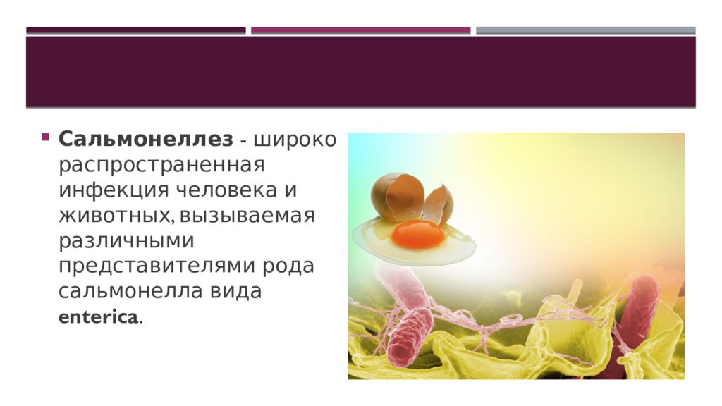 Сальмонеллез презентация. Сальмонеллез картинки для презентации. Презентация сальмонеллез животных. Презентация на тему сальмонеллез.