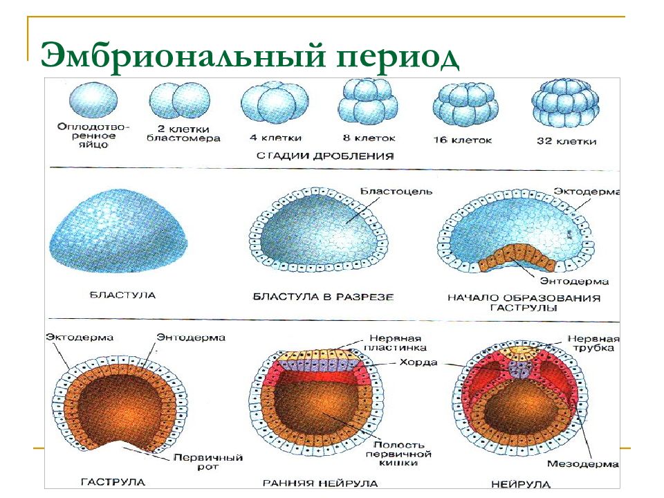 Схема развития эмбриона