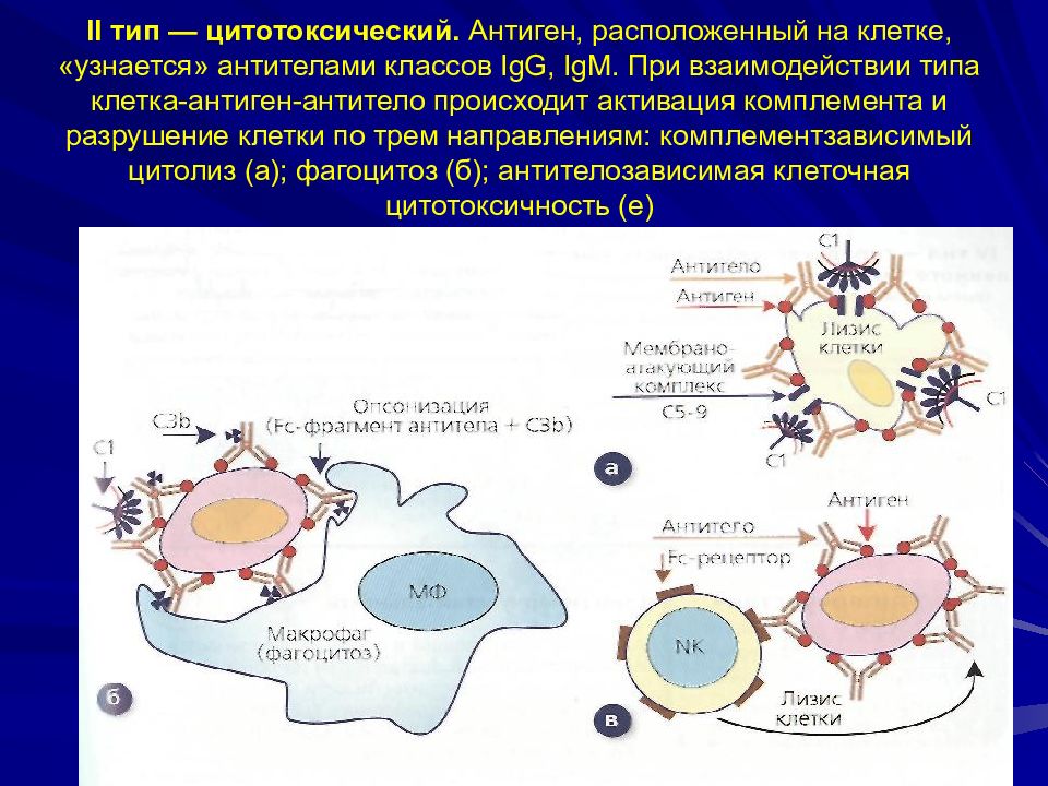 Цитотоксические т клетки. Цитотоксический Тип аллергии патофизиология. II Тип цитотоксический антиген. Цитотоксический Тип аллергической реакции механизм. Комплементзависимый цитолиз.