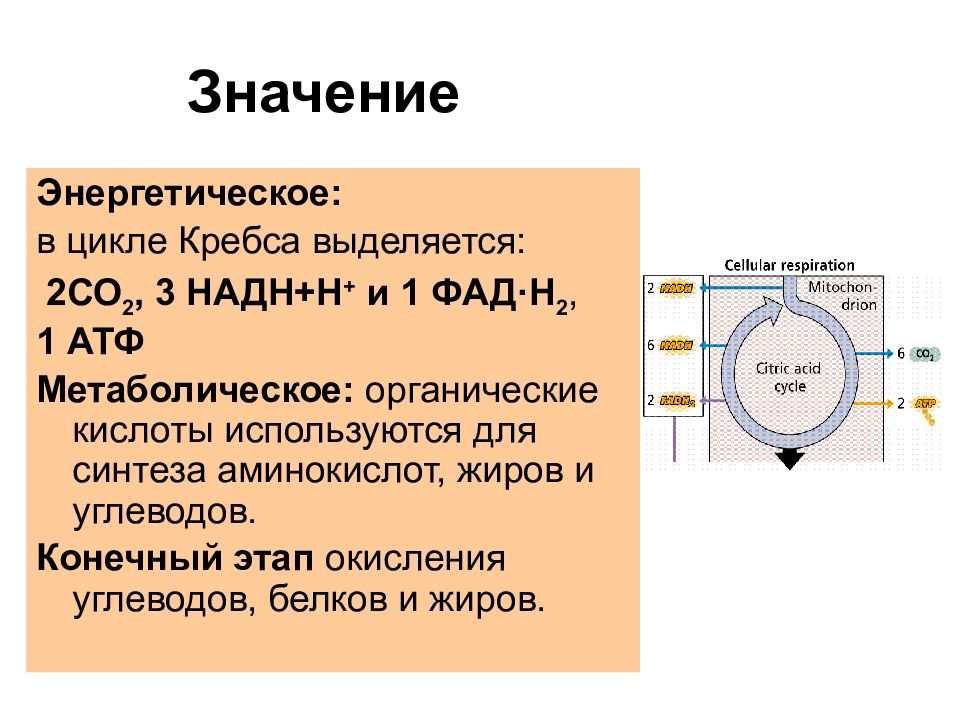 Значение энергетики. Энергетический выход цикла Кребса. Значение энергетических. Подсчет АТФ В цикле Кребса. Цикл Кребса выход АТФ.