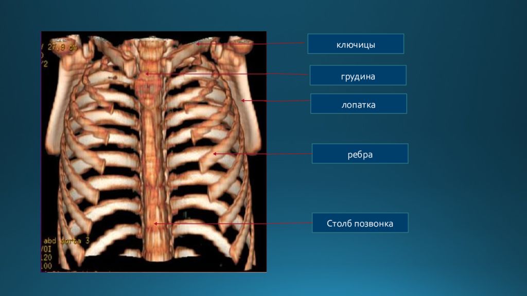 Лопатка грудина. Ключица и Грудина. Грудная клетка с лопатками. Грудная клетка с ключицами. Ключица Грудина анатомия.