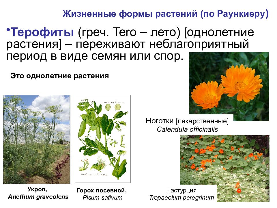 Жизненная форма цветов. Терофиты жизненные формы. Жизненные формы растений терофиты. Терофиты представители. Жизненная форма растений однолетние.