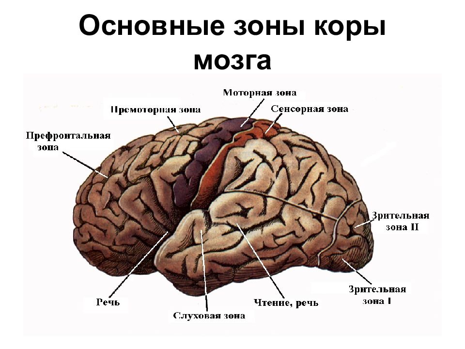 Функции коры больших полушарий презентация