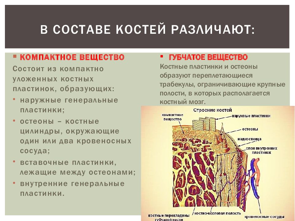 Рисунок компактное вещество кости