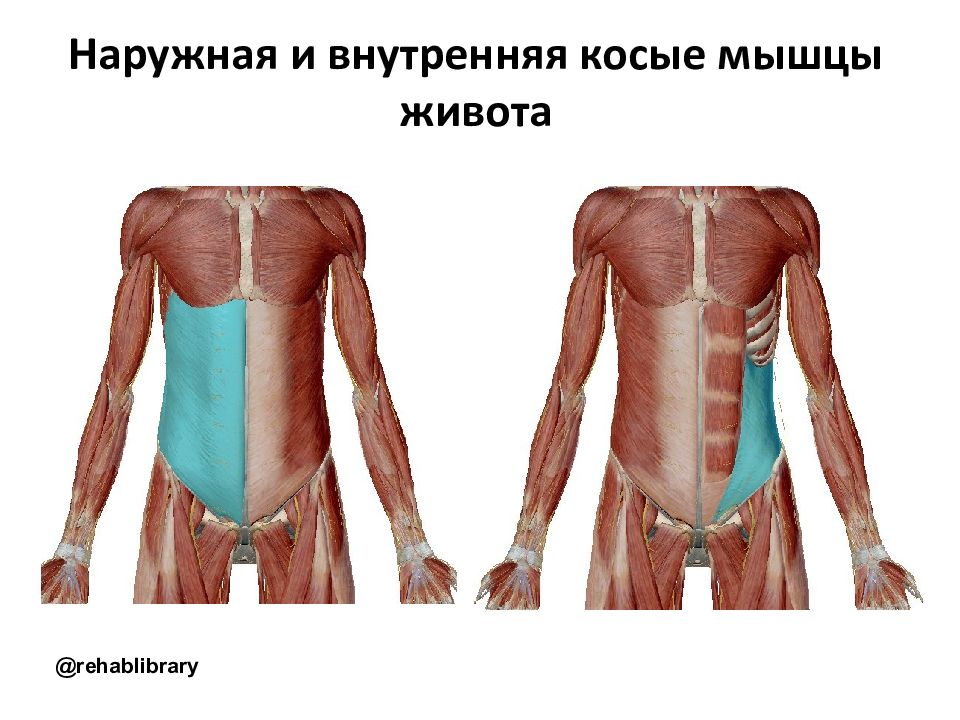 Внешние мышцы. Наружная косая мышца живота. Наружная косая мышца живота анатомия. Наружная косая мышца живота анатомия функции. Внутренняя косая мышца живота функции.