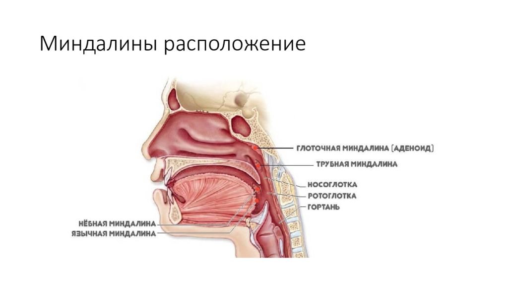 Пищеварение в ротовой полости глотка и пищевод презентация 8 класс пасечник линия жизни