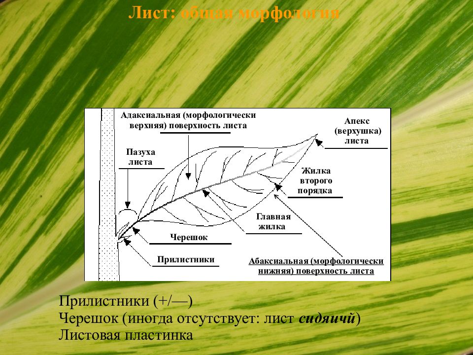 Верхняя поверхность листа. Адаксиальная поверхность листа. Абаксиальная и адаксиальная сторона листа. Стороны листа.