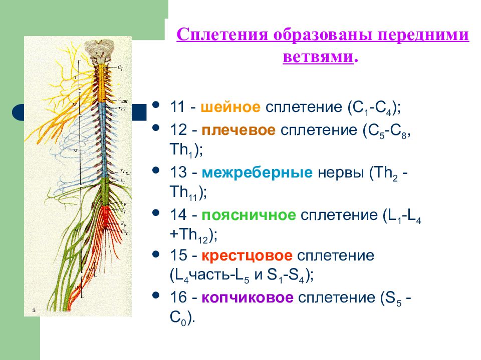 Нервные сплетения спинномозговых нервов анатомия схемы. Крестцовое сплетение таблица иннервации.