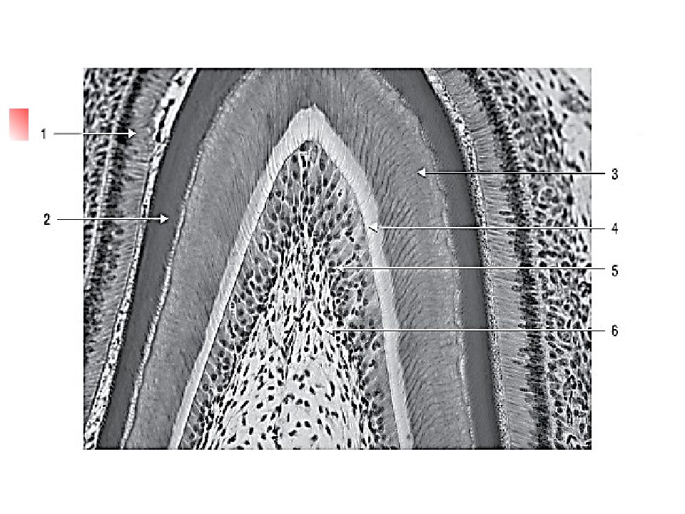 Строение цемента зуба