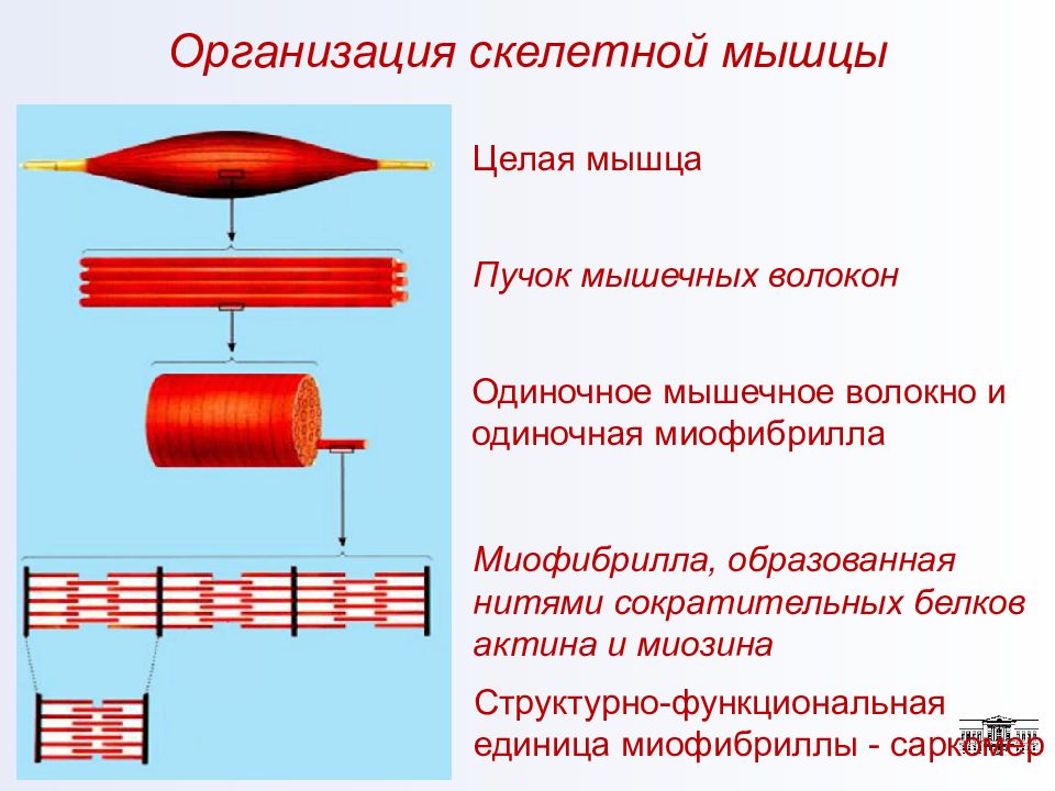 Структурная единица скелетных мышц. Сколько миофибрилл в мышечном волокне.