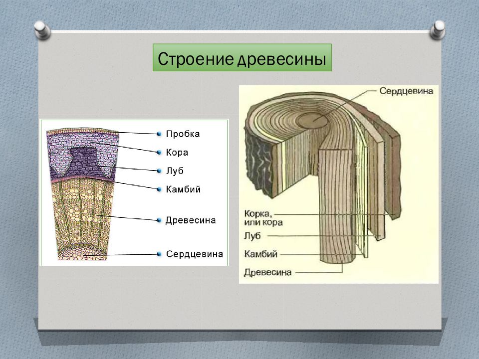 Особенности внешнего строения коры деревьев проект