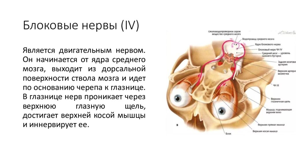 4 пара нервов. Блоковой нерв (IV пара). Блоковый нерв характеристика. Блоковый нерв анатомия схема. Блоковый нерв иннервирует мышцу.