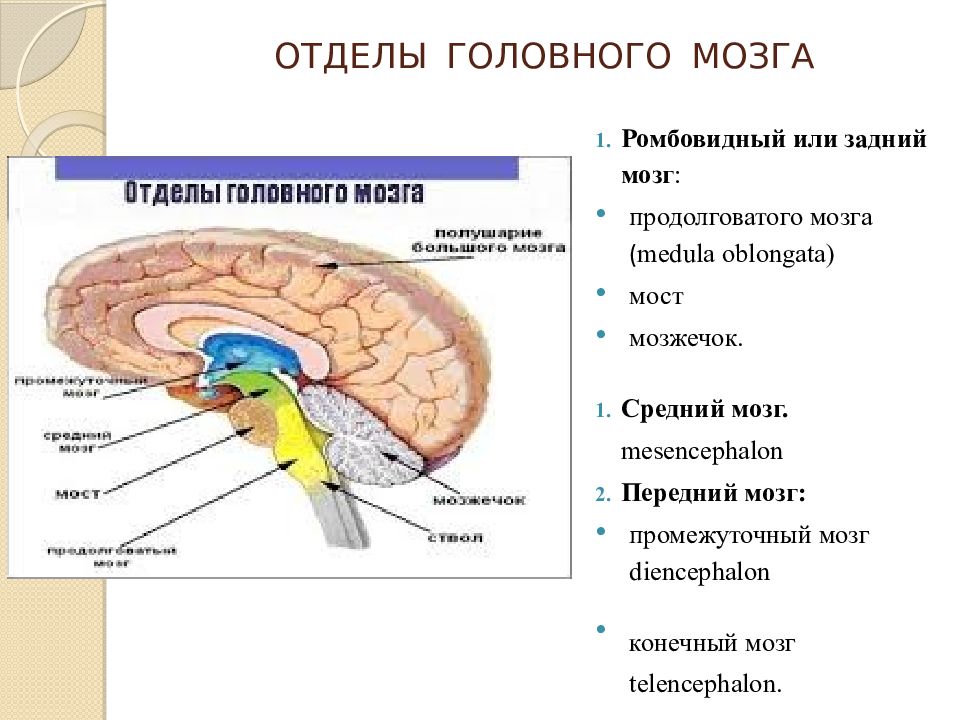 Укажи название отделов головного мозга. Расположение отделов головного мозга в правильном порядке. Спинной продолговатый и промежуточный мозг. Пять основных отделов головного мозга. Правильная последовательность отделов головного мозга.