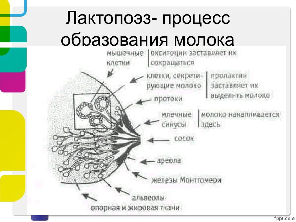 Клетки молочной железы. Процесс образования молока. Процесс образования молока схема. Лактопоэз. Фазы образования молока.