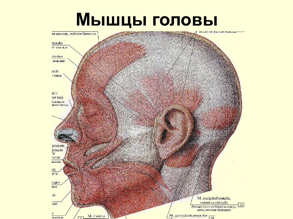 Части затылка. Мышцы головы. Мышцы головы анатомия. Мышцы головы шеи и туловища. Мышцы затылка.