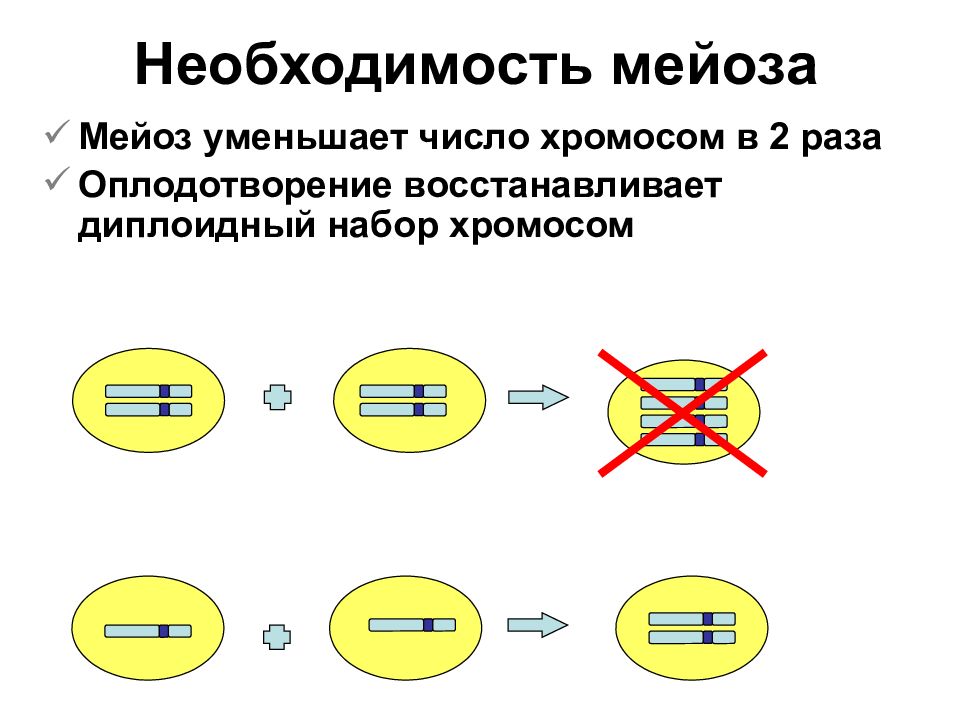 Уменьшение числа хромосом. При оплодотворении восстанавливается набор хромосом. Уменьшение числа полных наборов хромосом это.