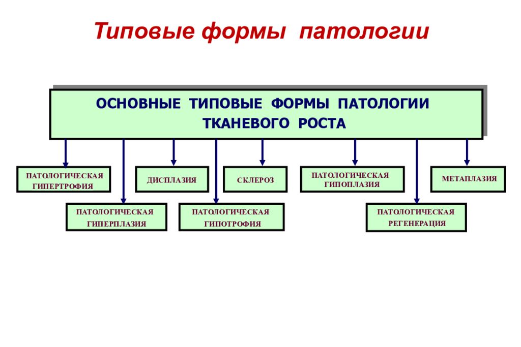 Основные патологии. Виды нарушений патологии тканевого роста. Патология тканевого роста классификация. Типовые формы патологии тканевого роста. Типовые формы патологии классификация.