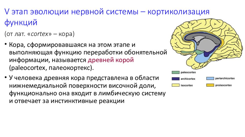 Филогенез мозга
