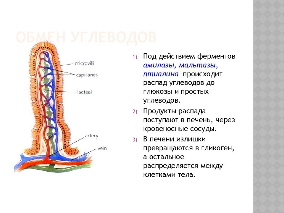 Обмен углеводов
