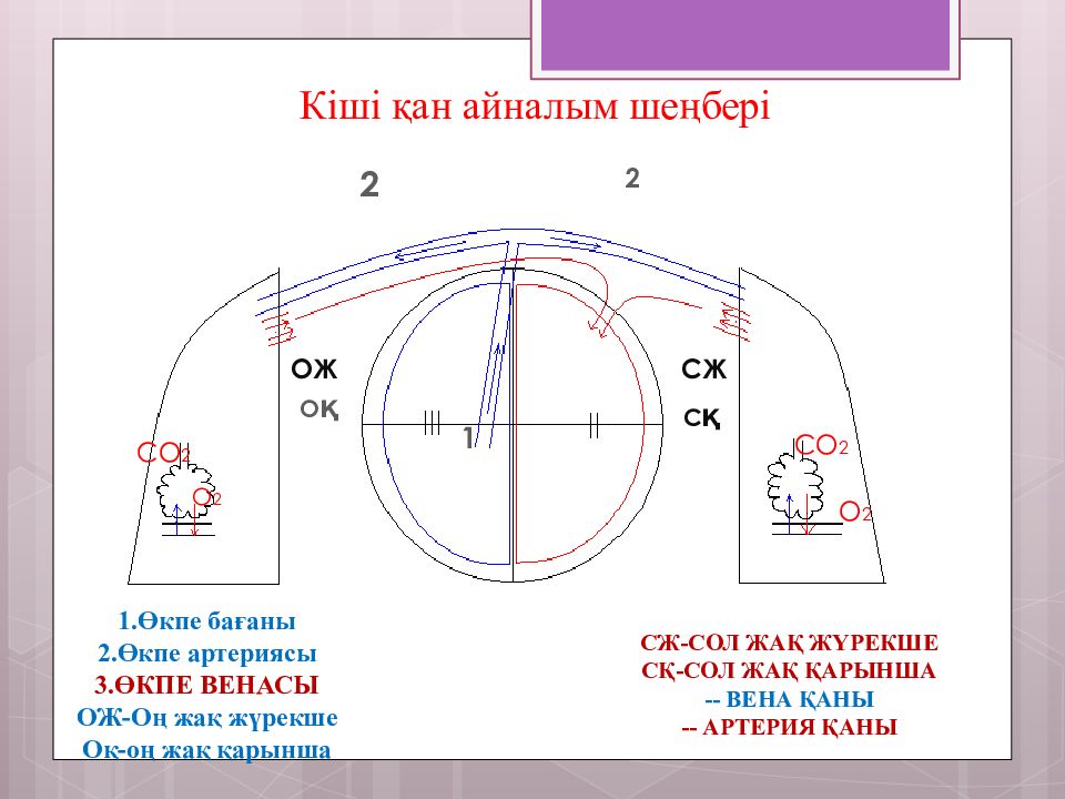 Кіші қан айналым шеңбері