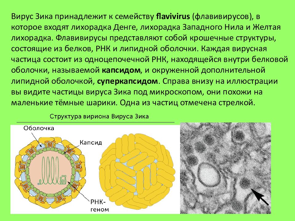 Лихорадка зика презентация