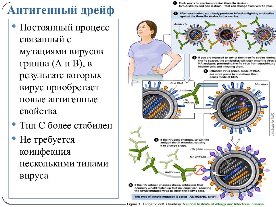 Постоянный процесс. Антигенный дрейф вируса гриппа это. Мутация вируса. Мутации гриппа. Процессы мутации гриппа.