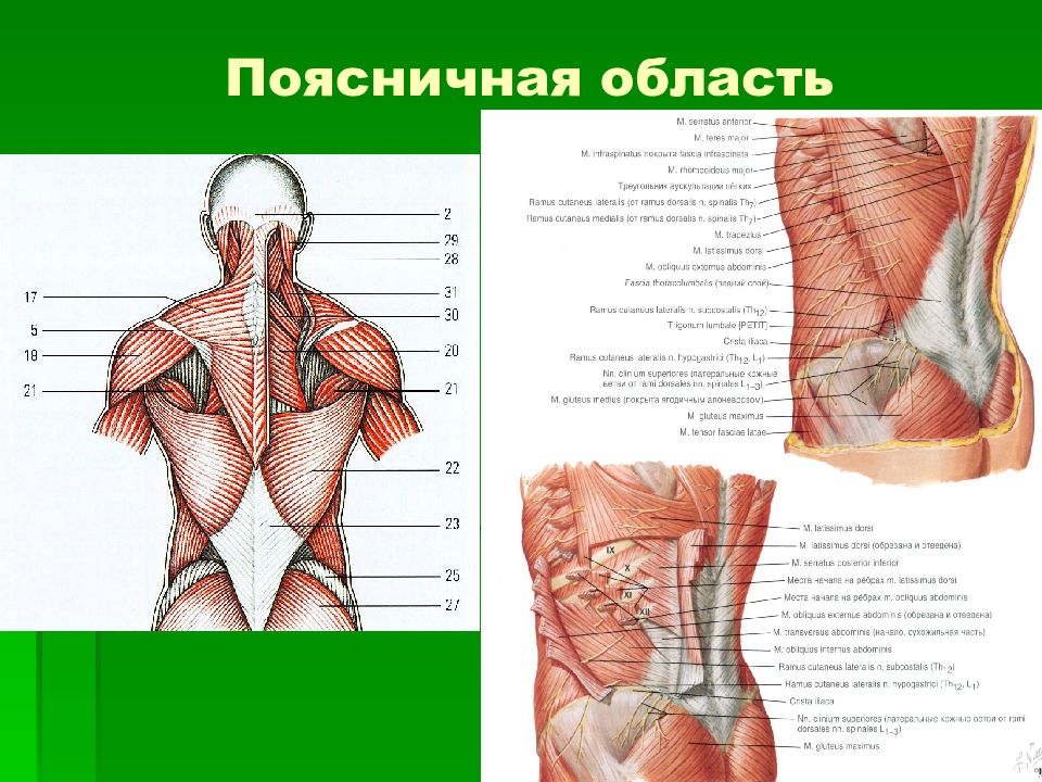 Презентация топографическая анатомия