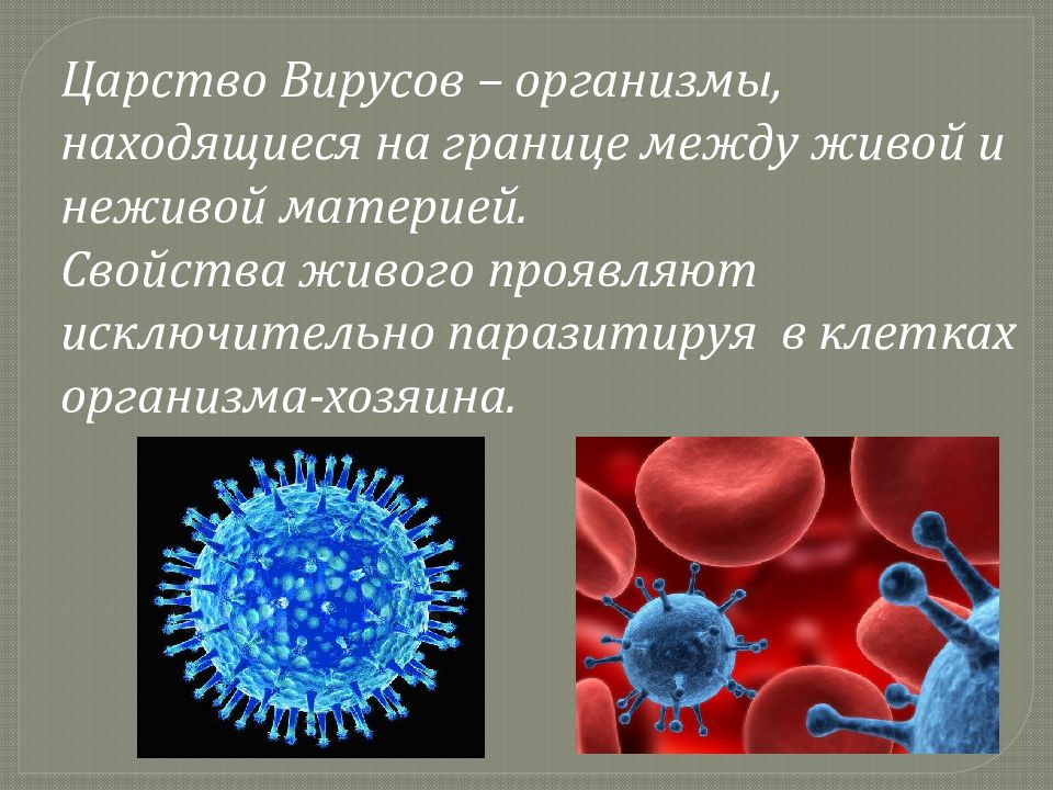 Вирусы презентация 10 класс биология