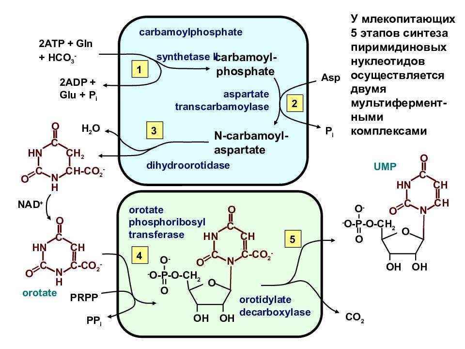 Этапы синтеза нуклеотидов. Этапы синтеза пиримидиновых нуклеотидов. Синтез первого пуринового нуклеотида —. Метаболизм пиримидиновых нуклеотидов. Этапы синтеза пиримидинового нуклеотида схема.
