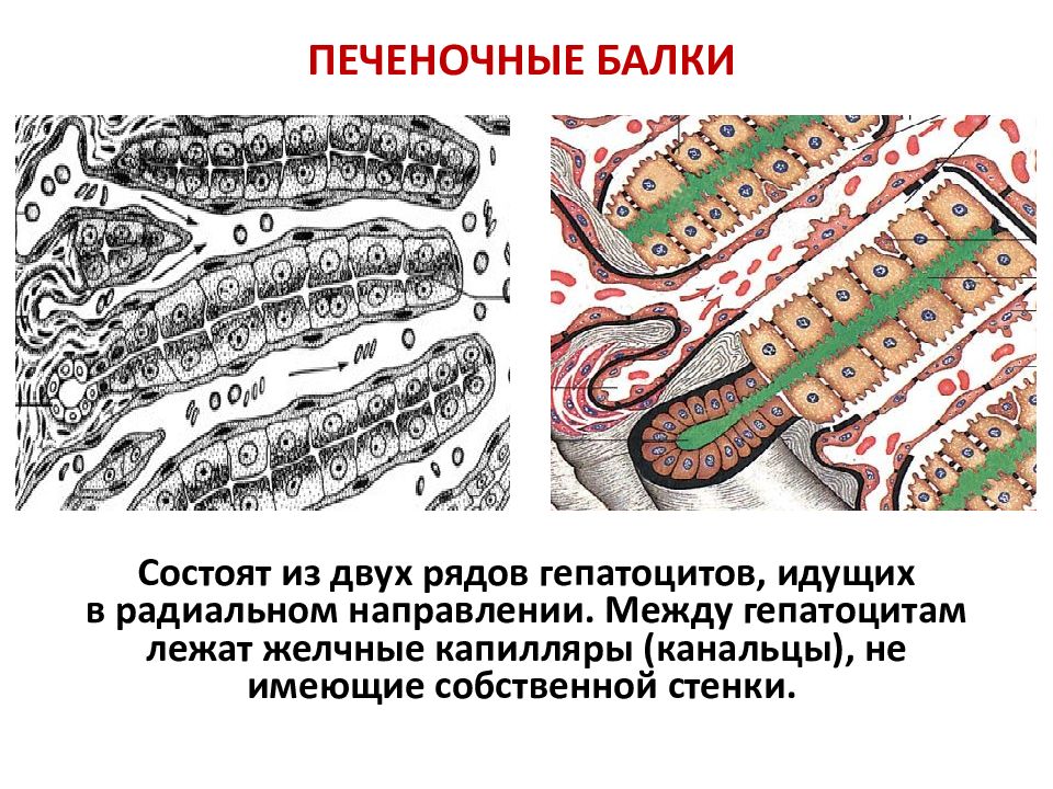 Схема строения печеночной балки