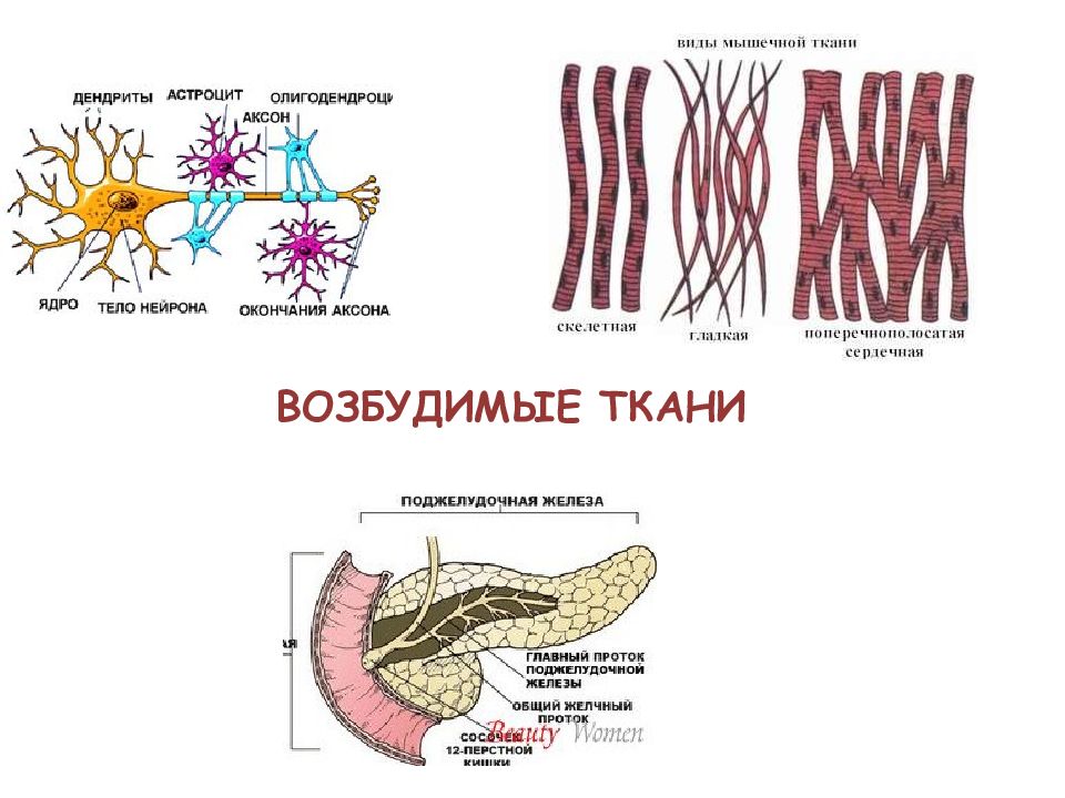 Возбудимые ткани. Возбудимые ткани нервная мышечная железистая. Возбудимые ткани физиология схема. Раздражимость клетки. Возбуждение тканей физиология.