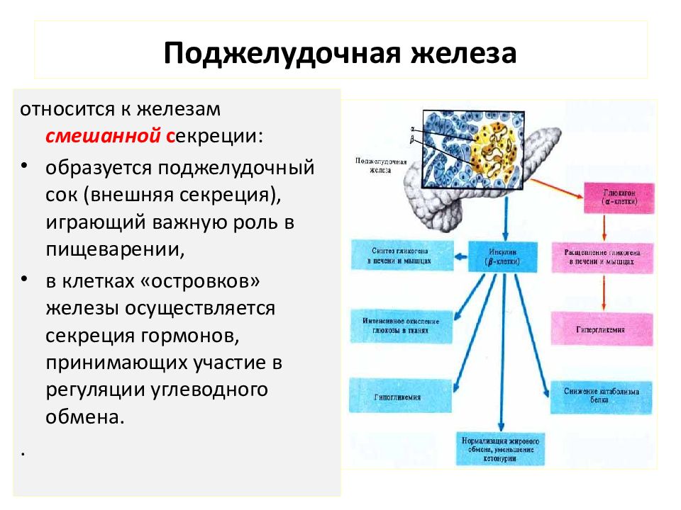 Поджелудочная железа презентация физиология