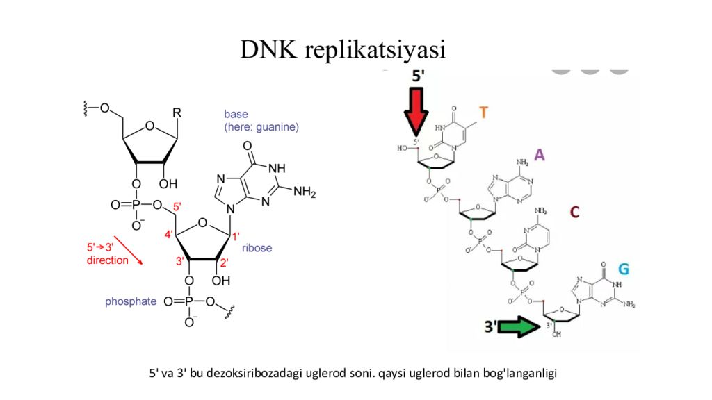 DNK ning tuzilishi va DNK replikatsiyasi DNK ning tuzilishi va DNK replikatsiyasi