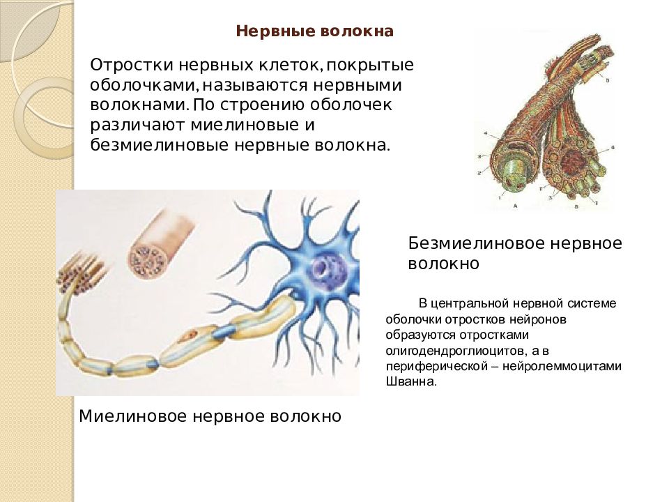 Миелиновая оболочка функции. Строение миелиновой оболочки. Нервные волокна. Миелиновая оболочка нервных волокон. Нервные волокна фото.