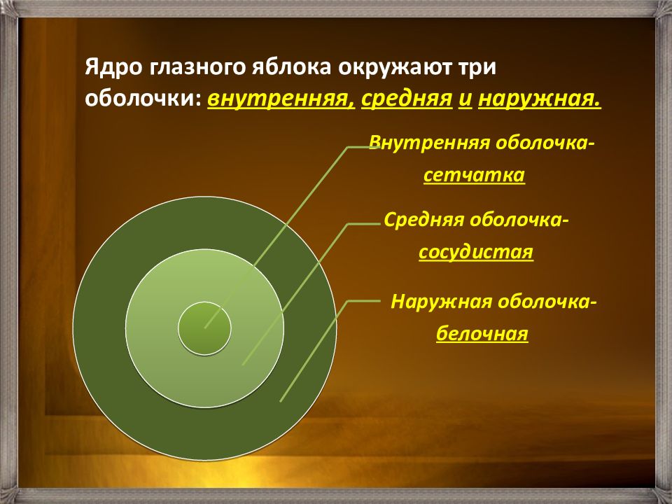 Ядро глаза