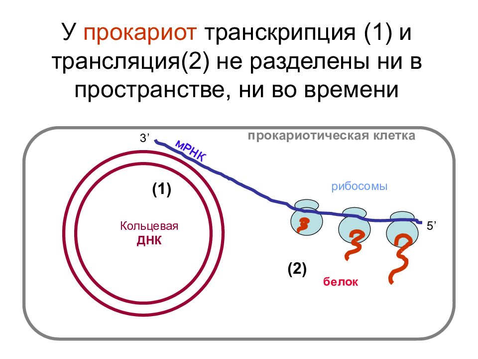 Транскрипция генома. Транскрипция и трансляция у прокариот. Схема транскрипции и трансляции прокариот. Биосинтез белка (трансляция) эукариот. Биосинтез белка у прокариот схема.