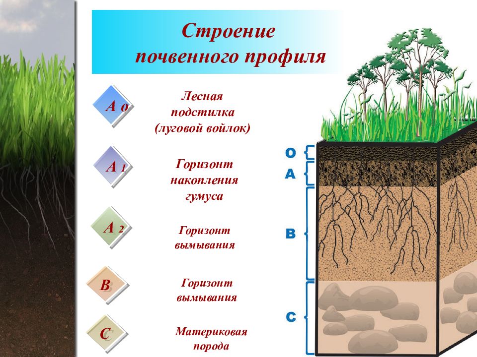 Пересказ почва география 6 класс