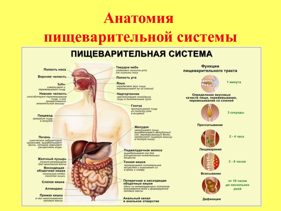 Презентация диагностика заболеваний жкт