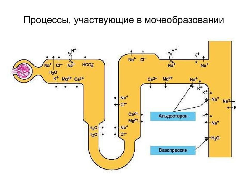 Принимают участие в процессе. Процесс мочеобразования в нефроне. Регуляция мочеобразования схема. Процесс регуляции мочеобразования схема. Процесс мочеобразования физиология.