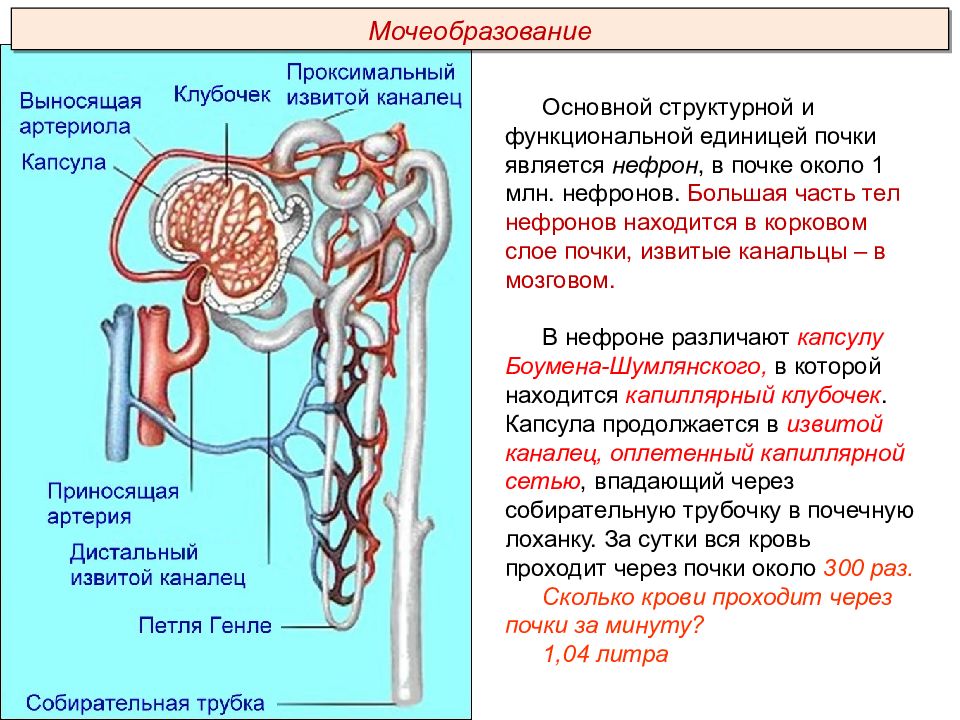 Презентация выделительная система пименов