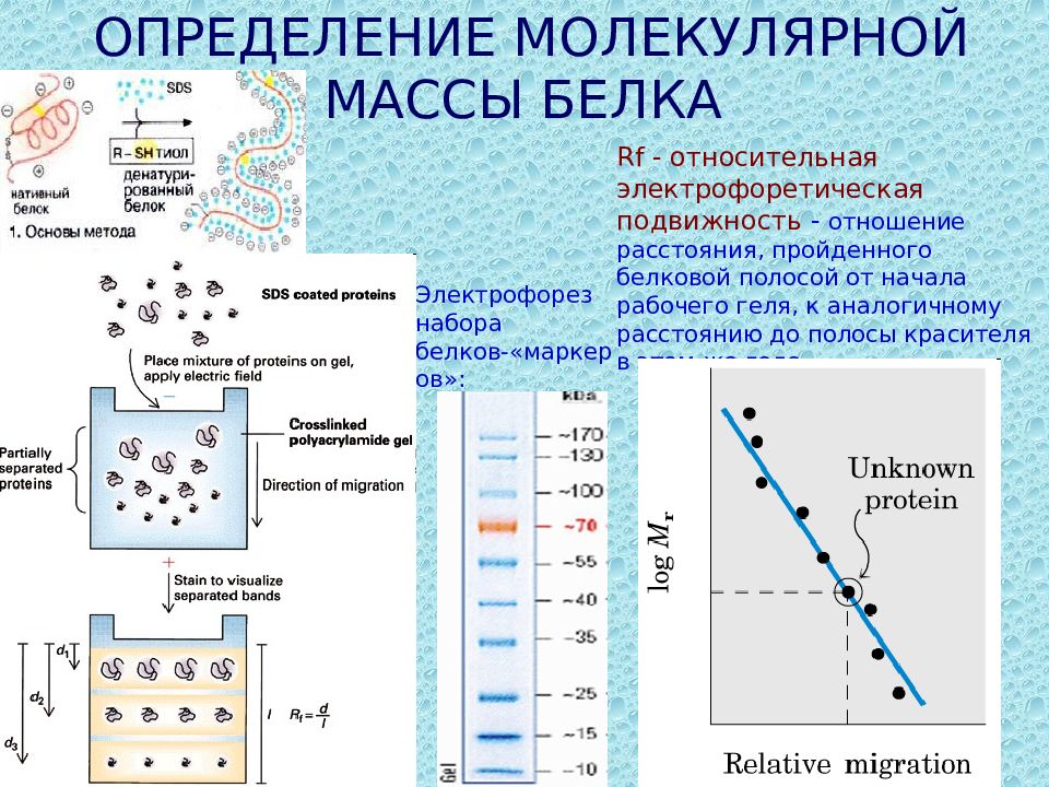 Молекулярная масса белка. Методы определения молекулярного веса белка. Молекулярный вес белков методы его определения. Методы определения молекулярной массы белков. Их суть.. Методы определения молекулярной массы белков.