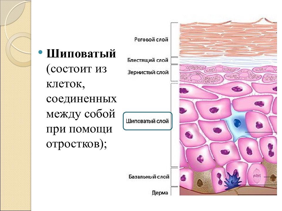 Кожа наружный покровный орган 8 класс презентация