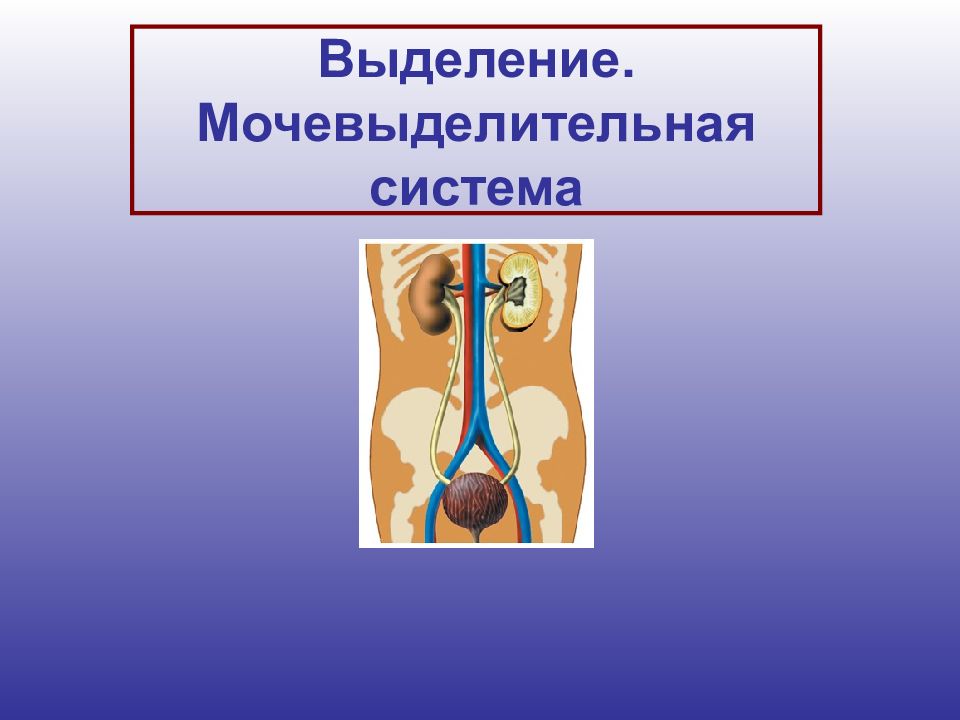 Мочевыделительная система человека презентация