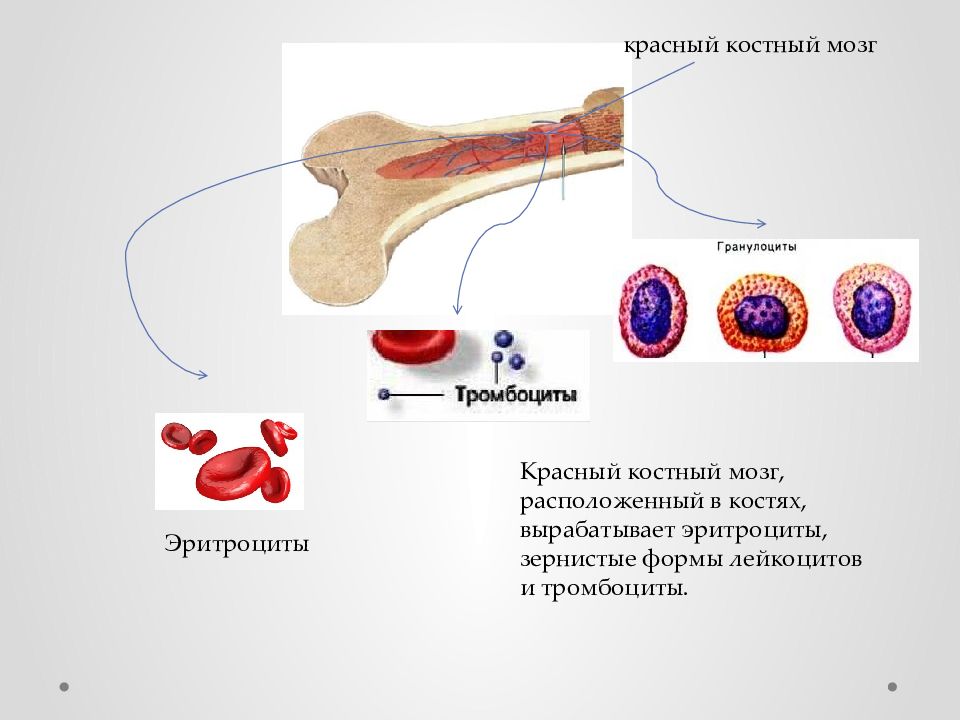 Красный мозг расположен. Красный костный мозг лейкоциты. Эритроциты образуются в костном мозге. Красный костный мозг образующиеся форменные элементы. Эритроциты вырабатываются в Красном костном мозге.