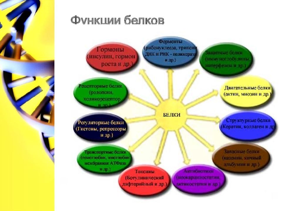 Белки 9 класс. Функции белков 9 класс. Функции белка 9 класс. Разнообразие 9 функций белков 9 класс. Функции белка текст.